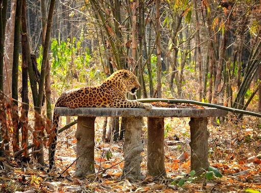 photo of Gorumara National Park